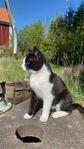 katt hona 