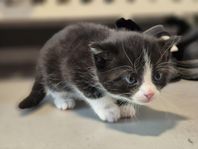 Kattungar