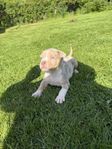 American bully 