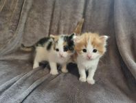 Kattungar 50% sibirisk katt