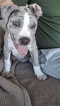 american bully valp