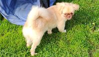 Tibetansk spaniel valp 