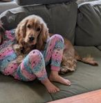 Engelsk cocker spaniel 1 år