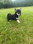 Tyskspets/Chihuahua