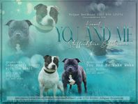 Staffordshire bullterrier valpar