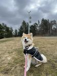 Omplacering - Japansk Akita