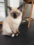 Leveransklara Neva Masquerade/Ragdoll Kattungar