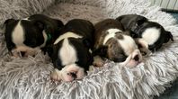 Bostonterrier valpar