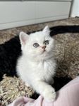 Renrasig Brittisk korthår kattunge