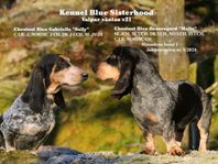 basset bleu de gascogne