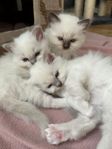 Helig Birma kattungar med stamtavla i SVERAK