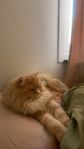 katt