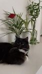 katt