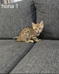 bengalkattungar bengal kattungar med stamtavla 
