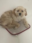 cavapoo 1 år gammal tik