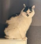 Katt