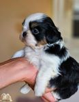  Shih Tzu valpar med stamtavla