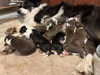 border collie valpar