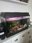 akvarium bortskänkes 
