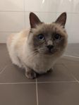 Ettårig ragdollhona med tillbehör