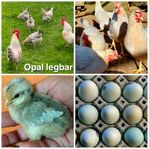 Opal legbar - könsbestämda kycklingar
