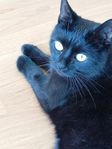 Min katt. Omplacering