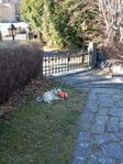 Skien-Norsk Buhund