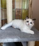 Ragdoll kattungar med stamtavla 