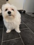 malteser 