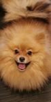 Pomeranian 