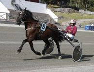 stjärnvittra 