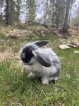 3 hanar, dvärgvädur
