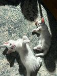 kattungar