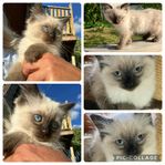 12 v Ragdoll flickor 