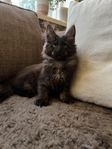 Maine Coon med stamtavla 