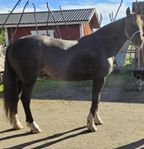 kallblodsvalack 6 år 