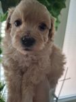 Bichon Havanais/Dvärgpudel - Havapoo