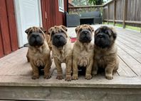 Shar Pei med stamtavla i Svenska Kennelklubben 