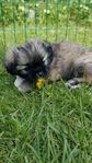 Tibetansk Spaniel