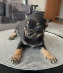 Chihuahua-valpar