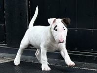 bullterrier valp