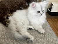 Bianca