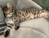 kattungar