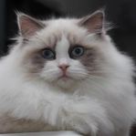 Ragdoll honor med stamtavla 3år gamla