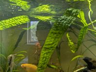 akvarie växt