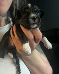 malteser, powder puff/chihuahua blandning