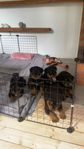 Rottweiler valpar 