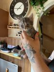 kattungar 