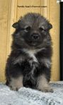 leveransklara Finsk lapphunds tik 