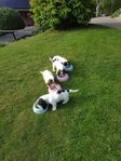 Petit Basset Griffon vendeen. hanvalp.